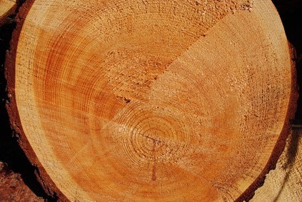 Bois écologique