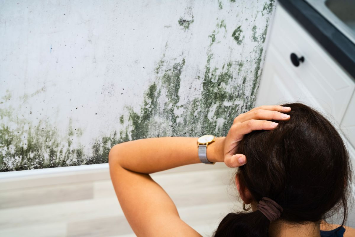 Que faire en cas de moisissure dans ma maison ?